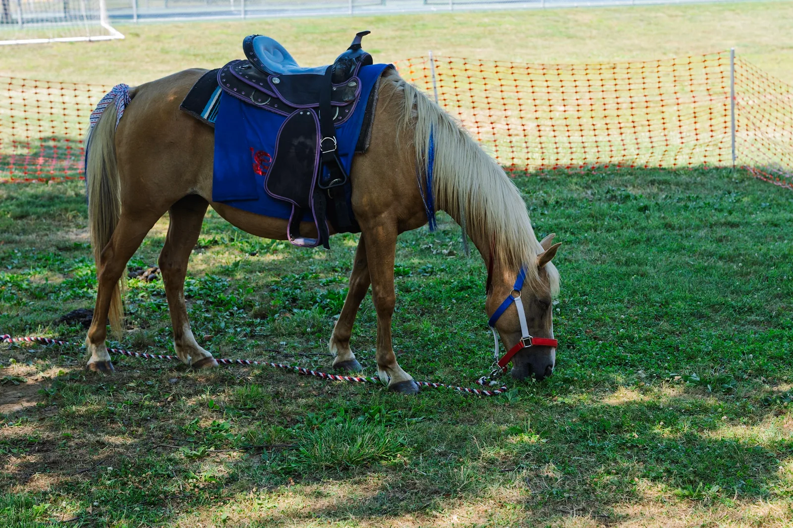 A pony saddled up and waiting to give rides